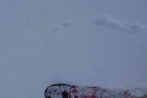 Spuren eines landenden Schneehuhns. Deutlich sichtbar die Federn der Flügel und die Fußspuren