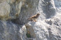 Mit Zoom fotografiert: Falke an der Falkenwand (wo sonst?...)